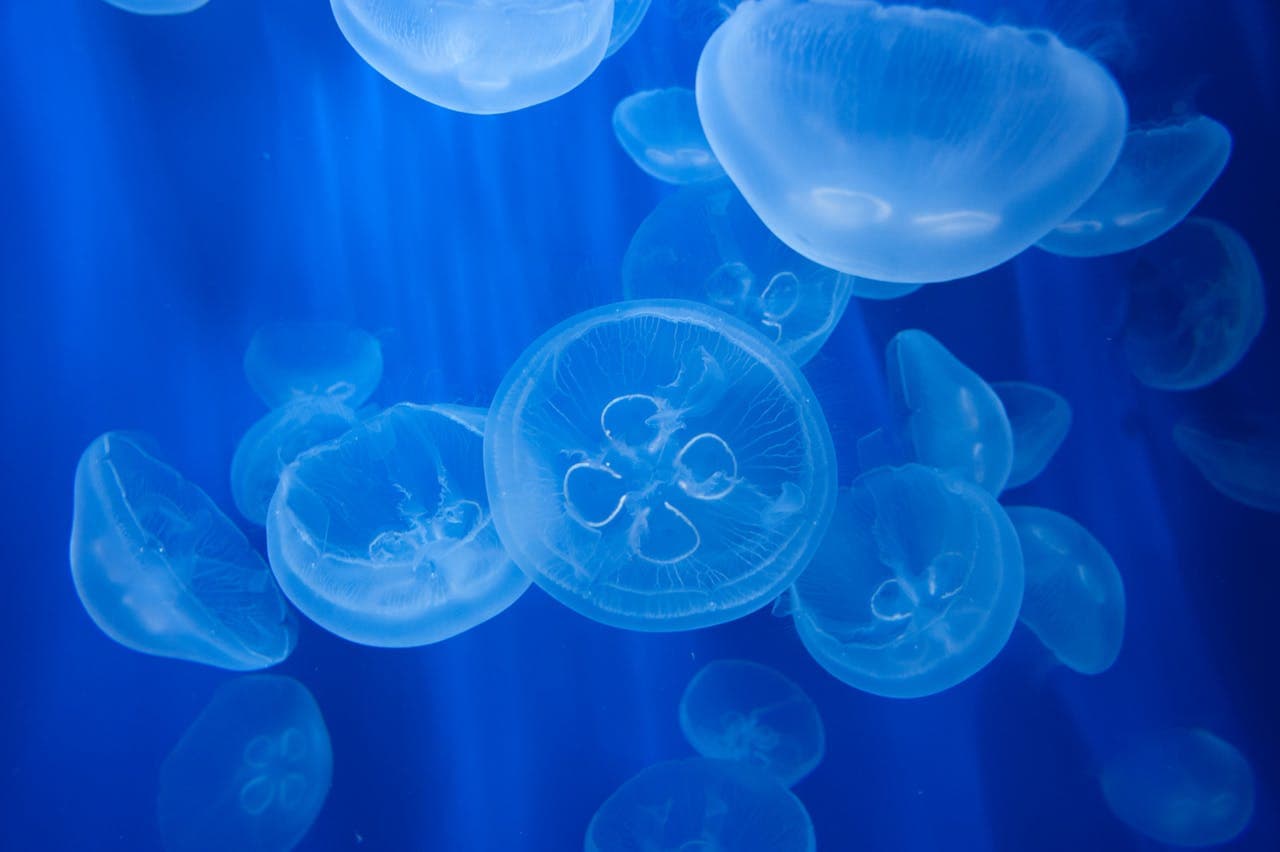 Aquarium of Genoa Ticket - სურათი 4