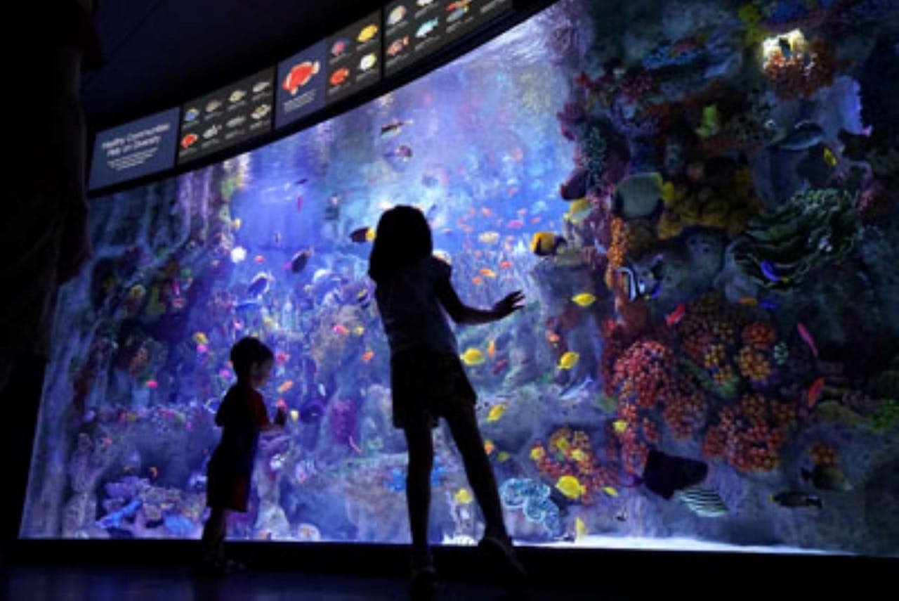 New England Aquarium Ticket - სურათი 3