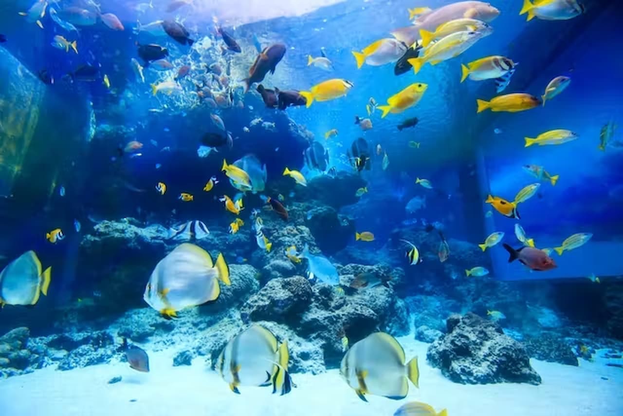 Okinawa Churaumi Aquarium Ticket - სურათი 5