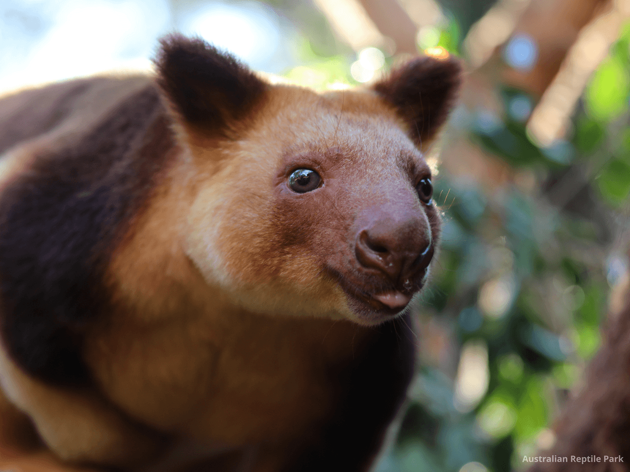 Australian Reptile Park - სურათი 47