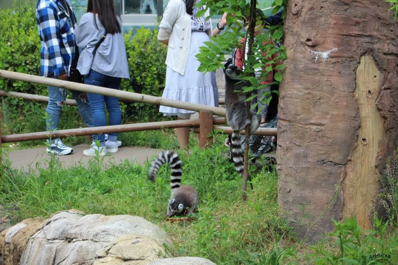 Seoul Land Theme Park - სურათი 8