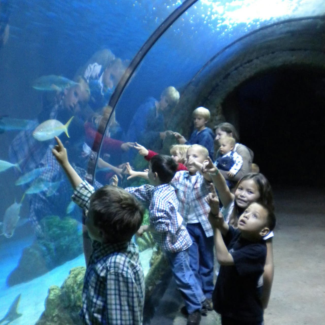 Downtown Aquarium Denver Ticket - სურათი 10