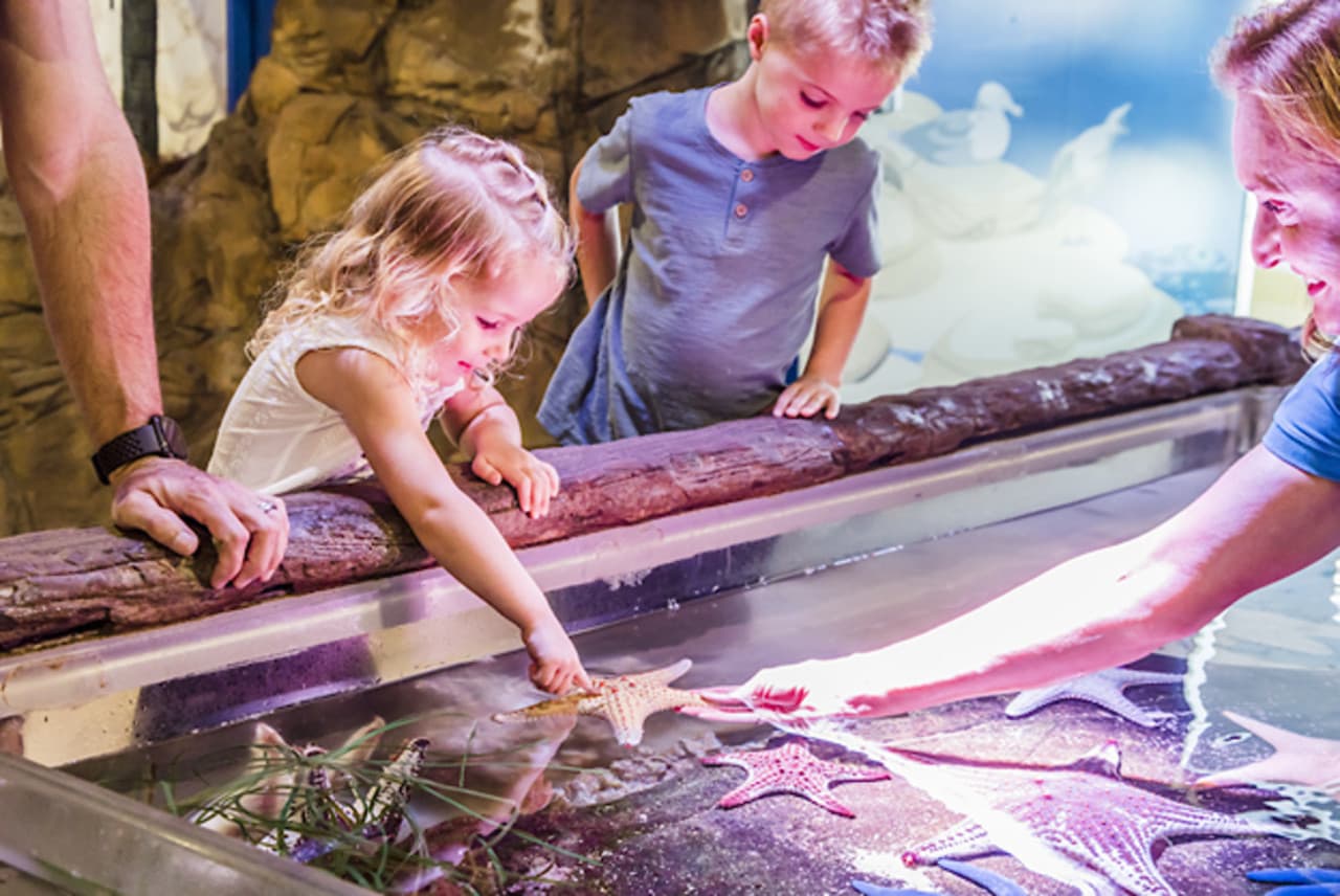 SEA LIFE Sunshine Coast Aquarium Direct Entry Ticket - სურათი 2