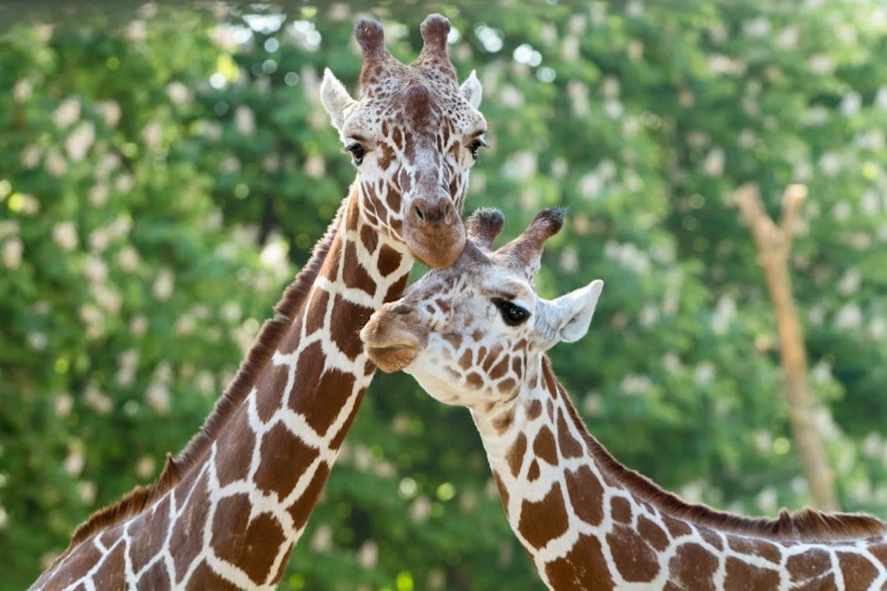 Schonbrunn Zoo - მთავარი სურათი