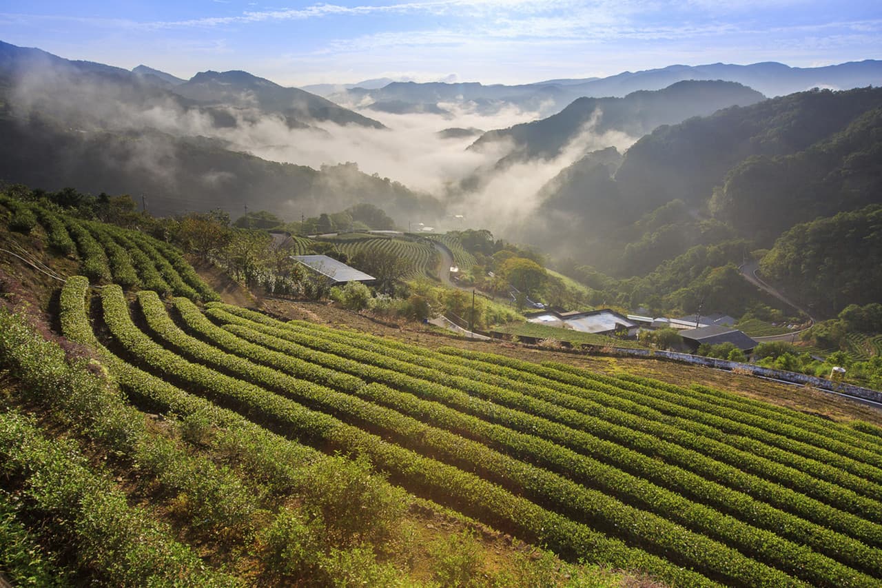 Thousand Island Lake and Pinglin Tea Plantation Tour - სურათი 2