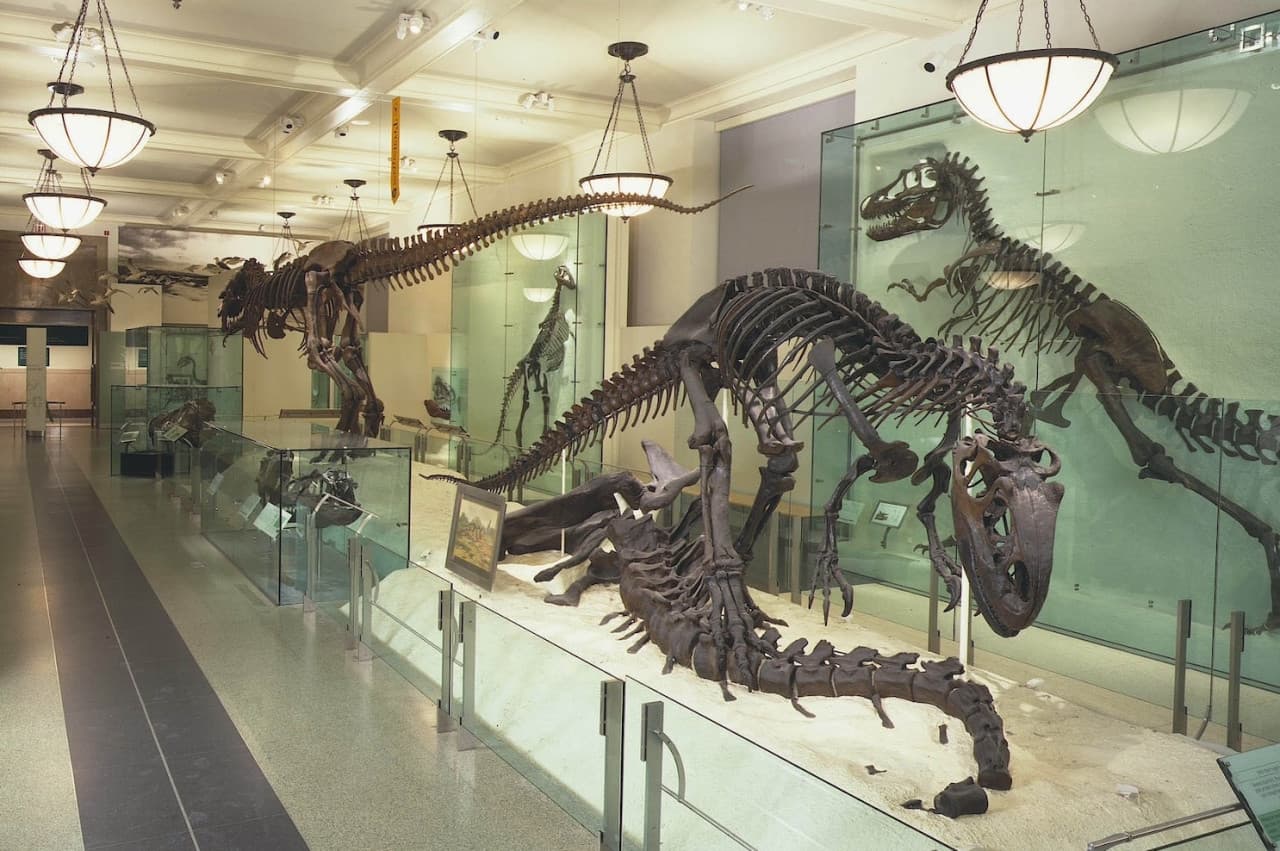 American Museum of Natural History Ticket - სურათი 12