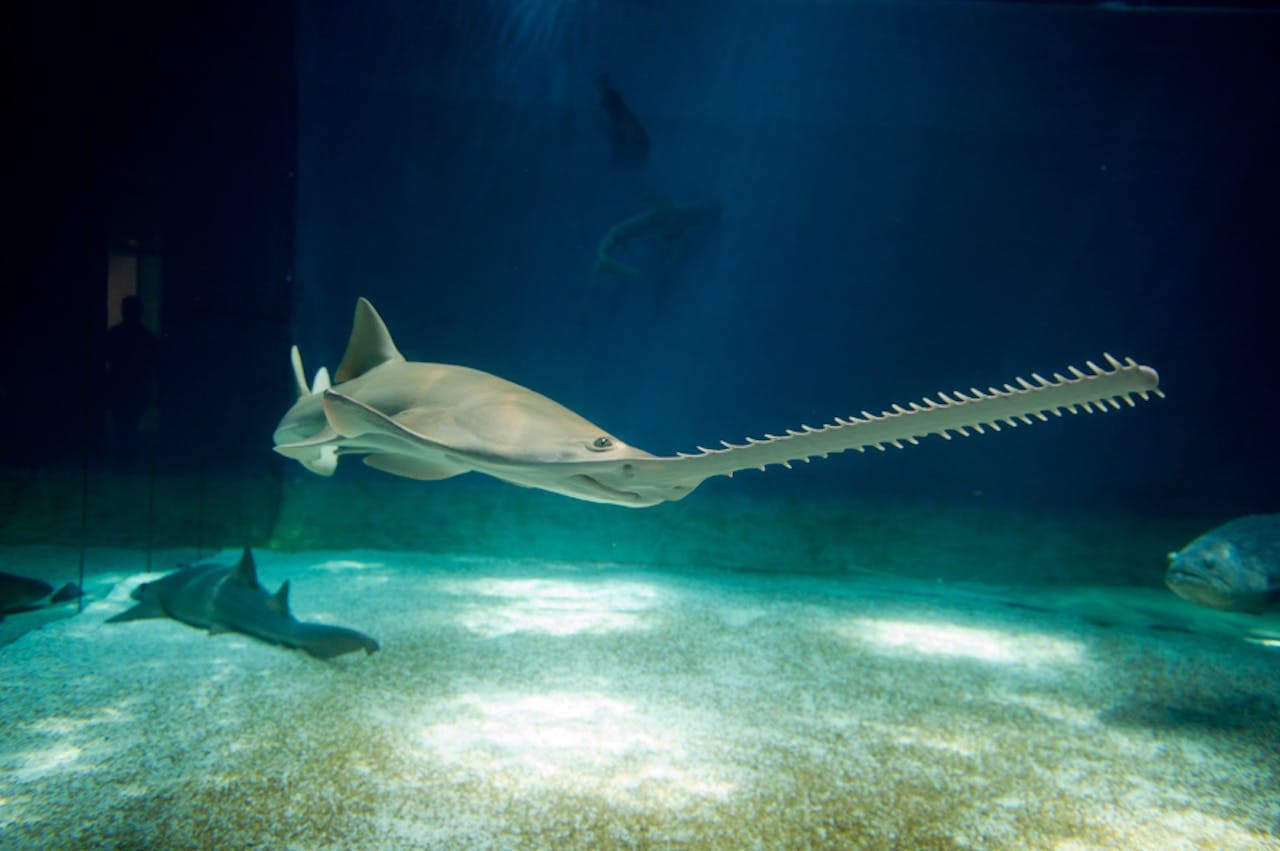 Aquarium of Genoa Ticket - სურათი 7