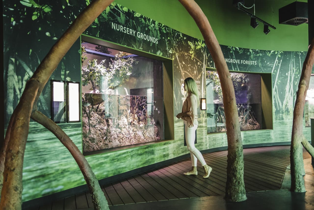 Cairns Aquarium Ticket - სურათი 5