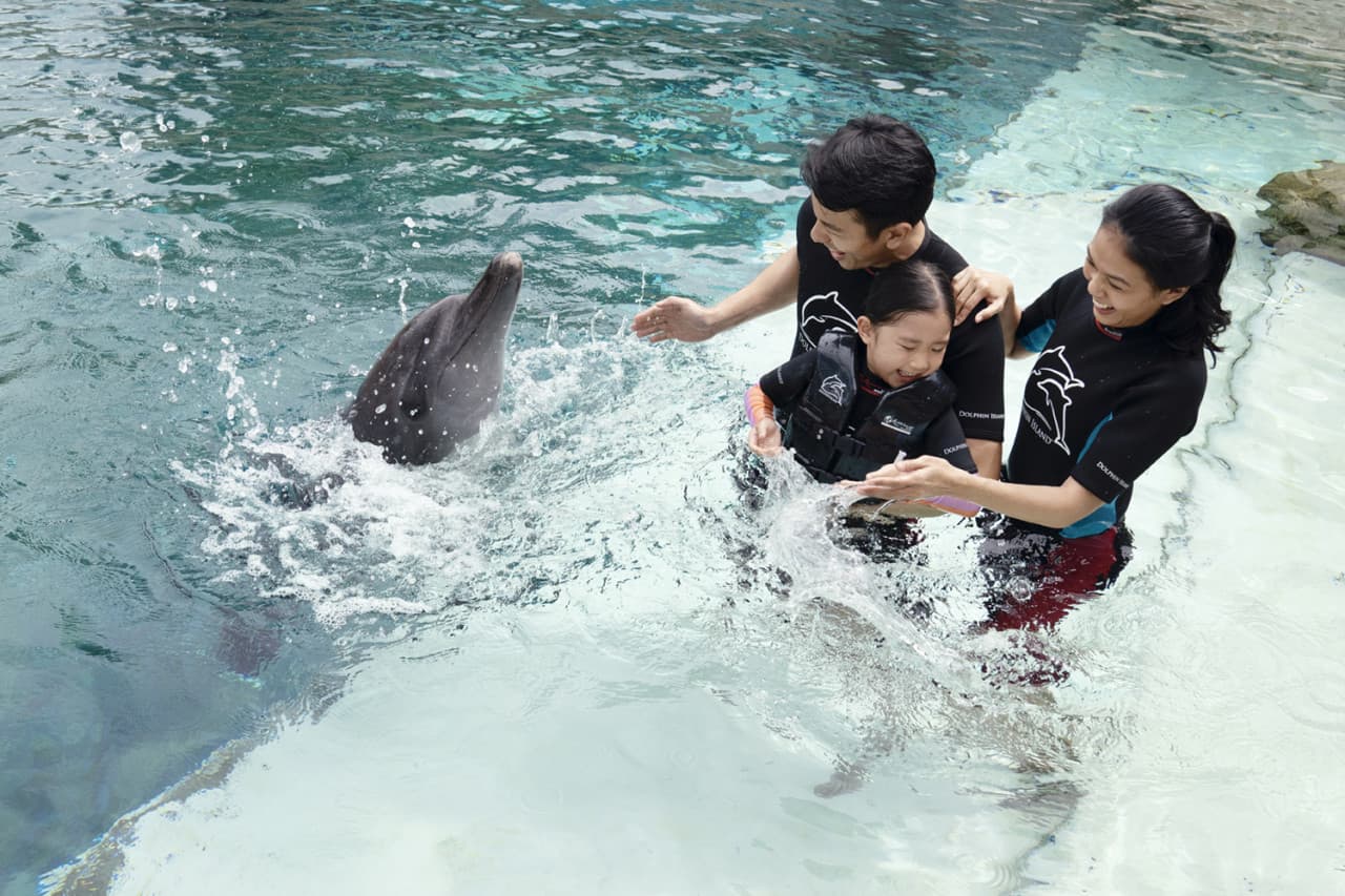 Dolphin Experiences at Marine Mammal Habitat Sentosa - სურათი 3