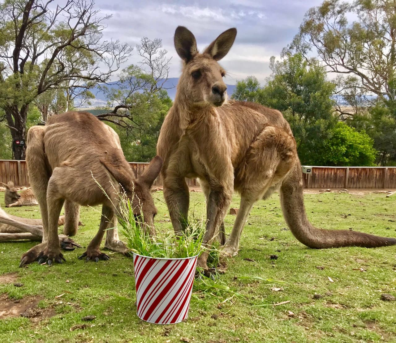 Bonorong Wildlife Sanctuary and Hobart City Tour - სურათი 3