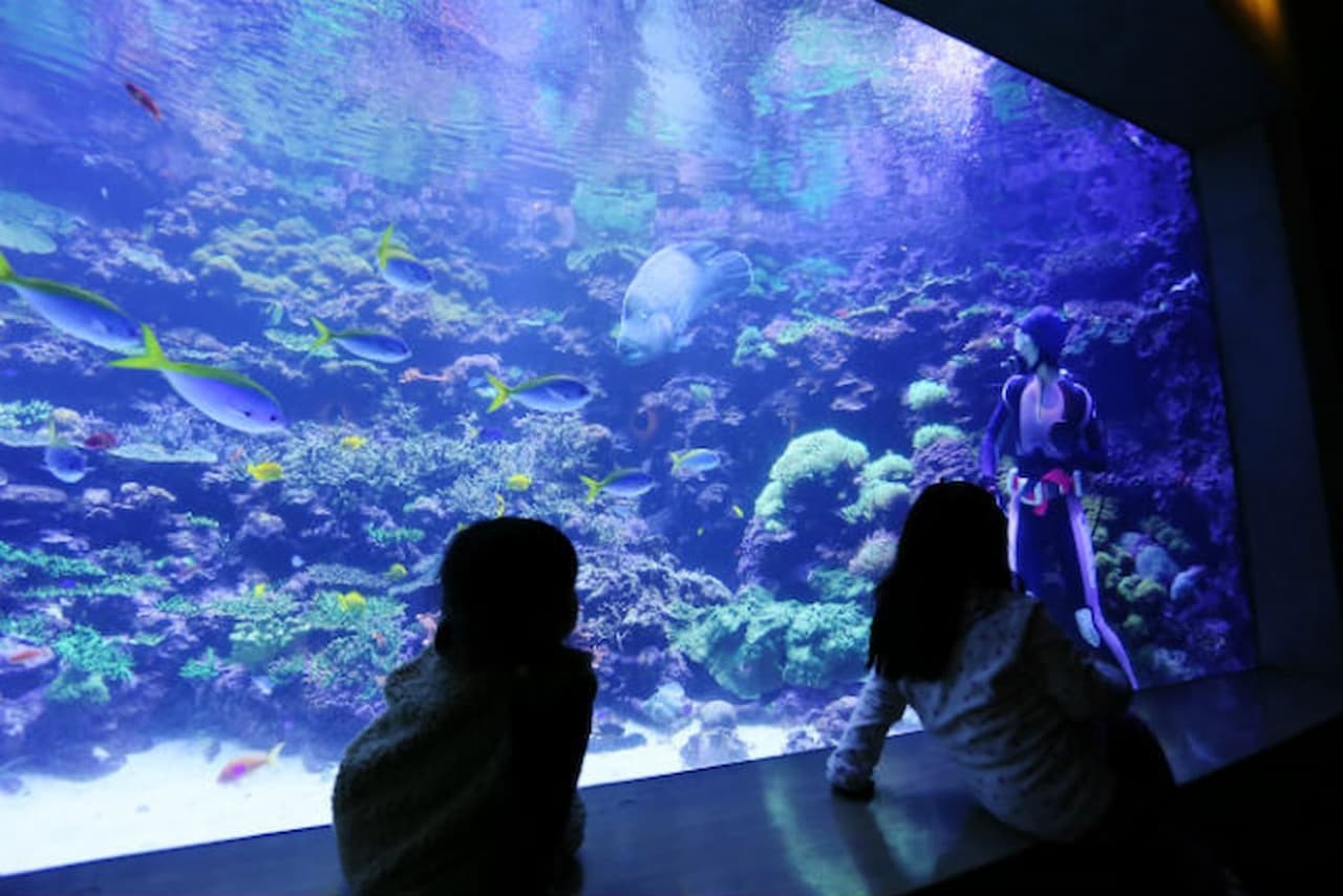 Oita Marine Palace Aquarium Umitamago Ticket - მთავარი სურათი