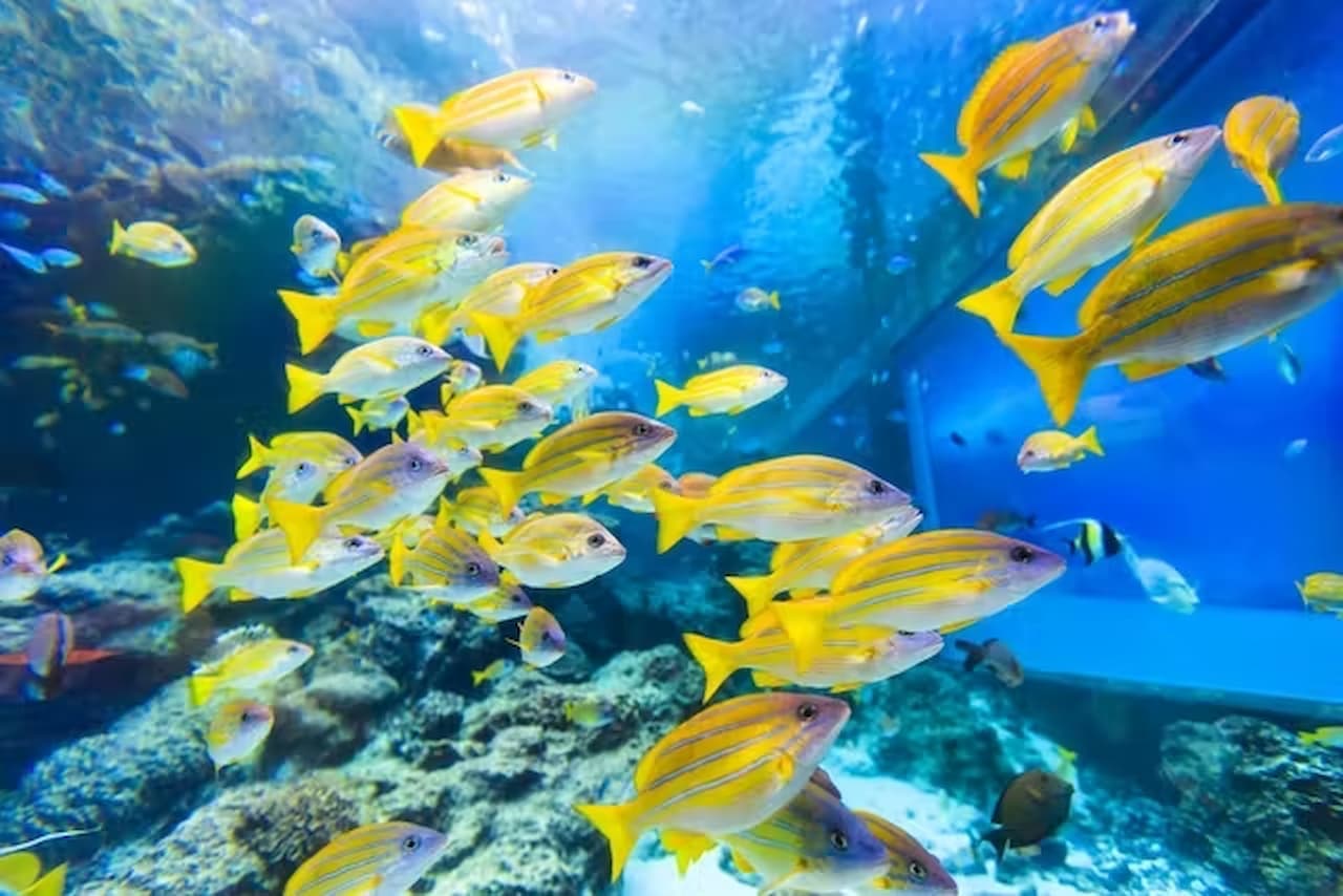 Okinawa Churaumi Aquarium Ticket - სურათი 6