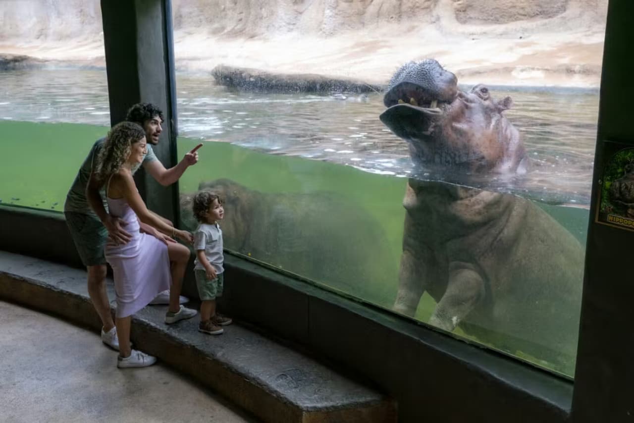 San Antonio Zoo Ticket - მთავარი სურათი