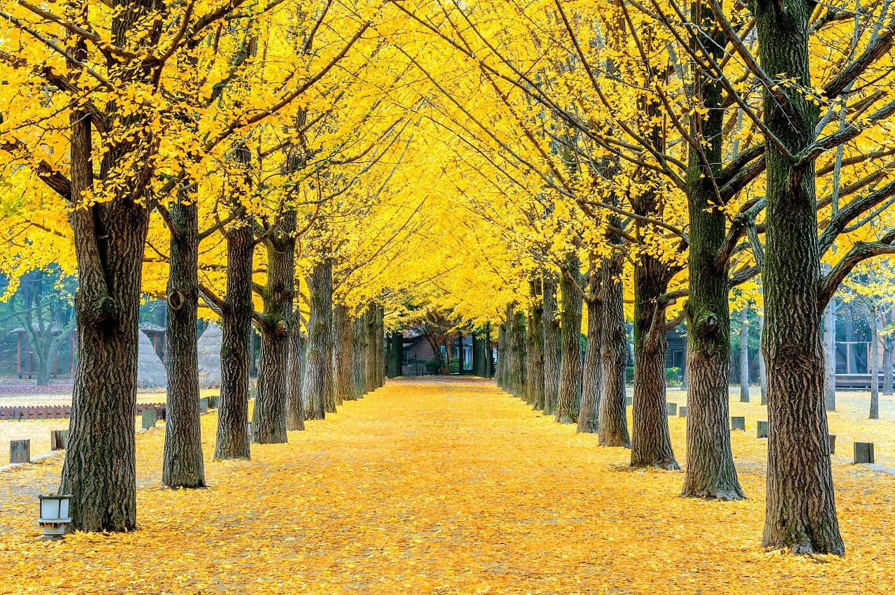 Nami Island, Petite France, Italian Village, and Gangchon Rail Bike Tour from Seoul - სურათი 2
