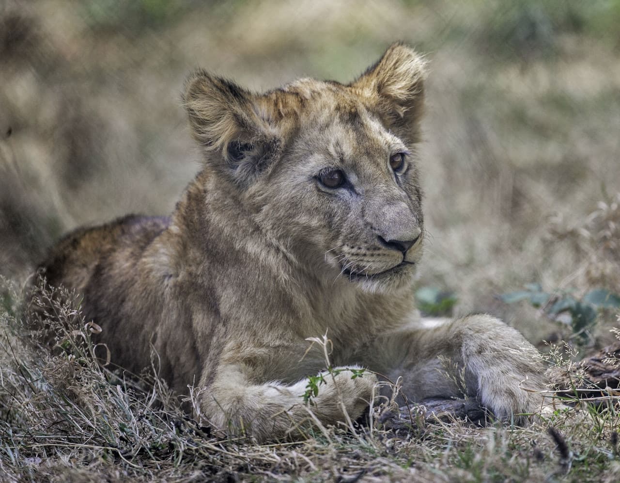 Thoiry ZooSafari: Skip The Line - სურათი 5
