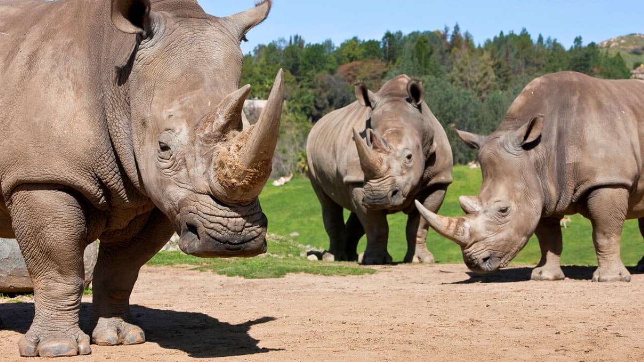 Go City San Diego Essentials Pass: Save up to 50% on Attractions - სურათი 5