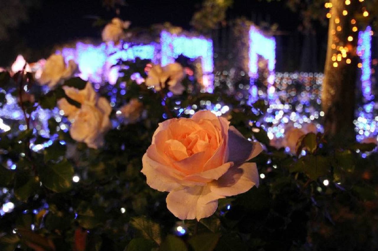 Huis Ten Bosch Theme Park - სურათი 13