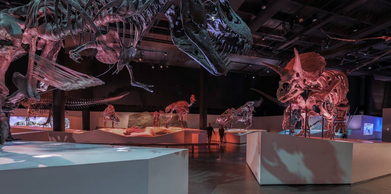 Houston Museum of Natural Science Ticket - მთავარი სურათი
