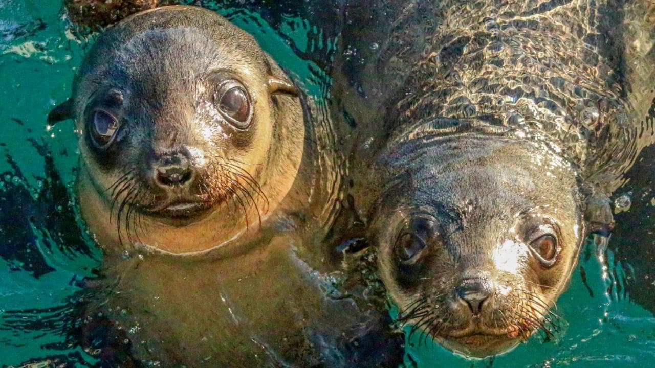 Phillip Island Seal Watching Cruise - სურათი 2