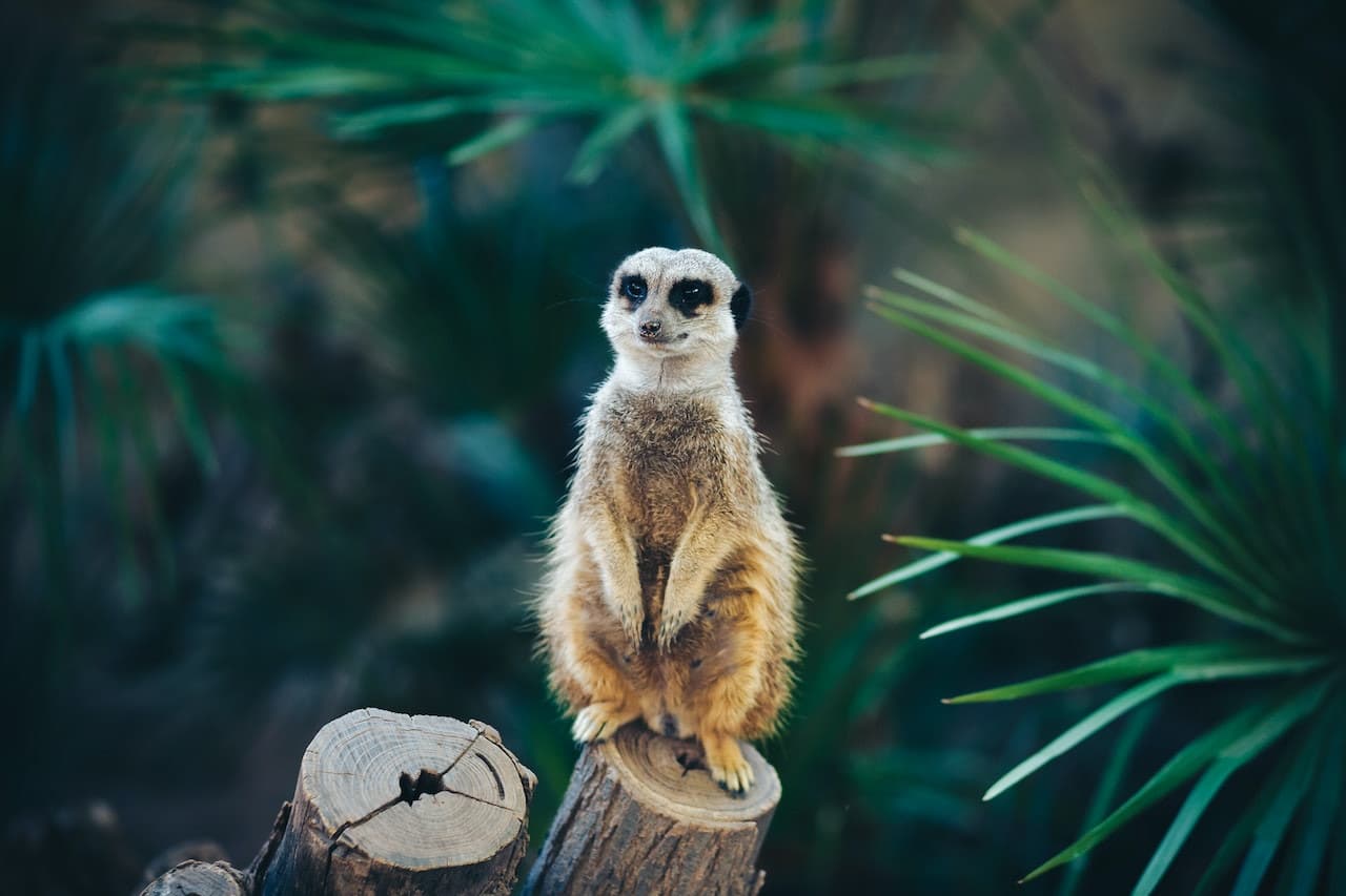 Barcelona Zoo - სურათი 3