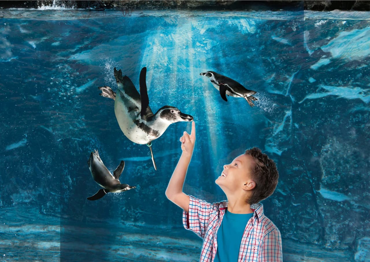 Aquarium of Cattolica Ticket - მთავარი სურათი