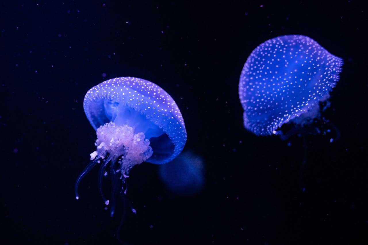Oceanário de Lisboa Ticket - სურათი 12