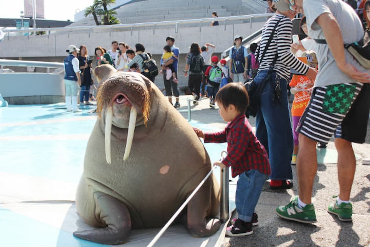 Oita Marine Palace Aquarium Umitamago Ticket - სურათი 5