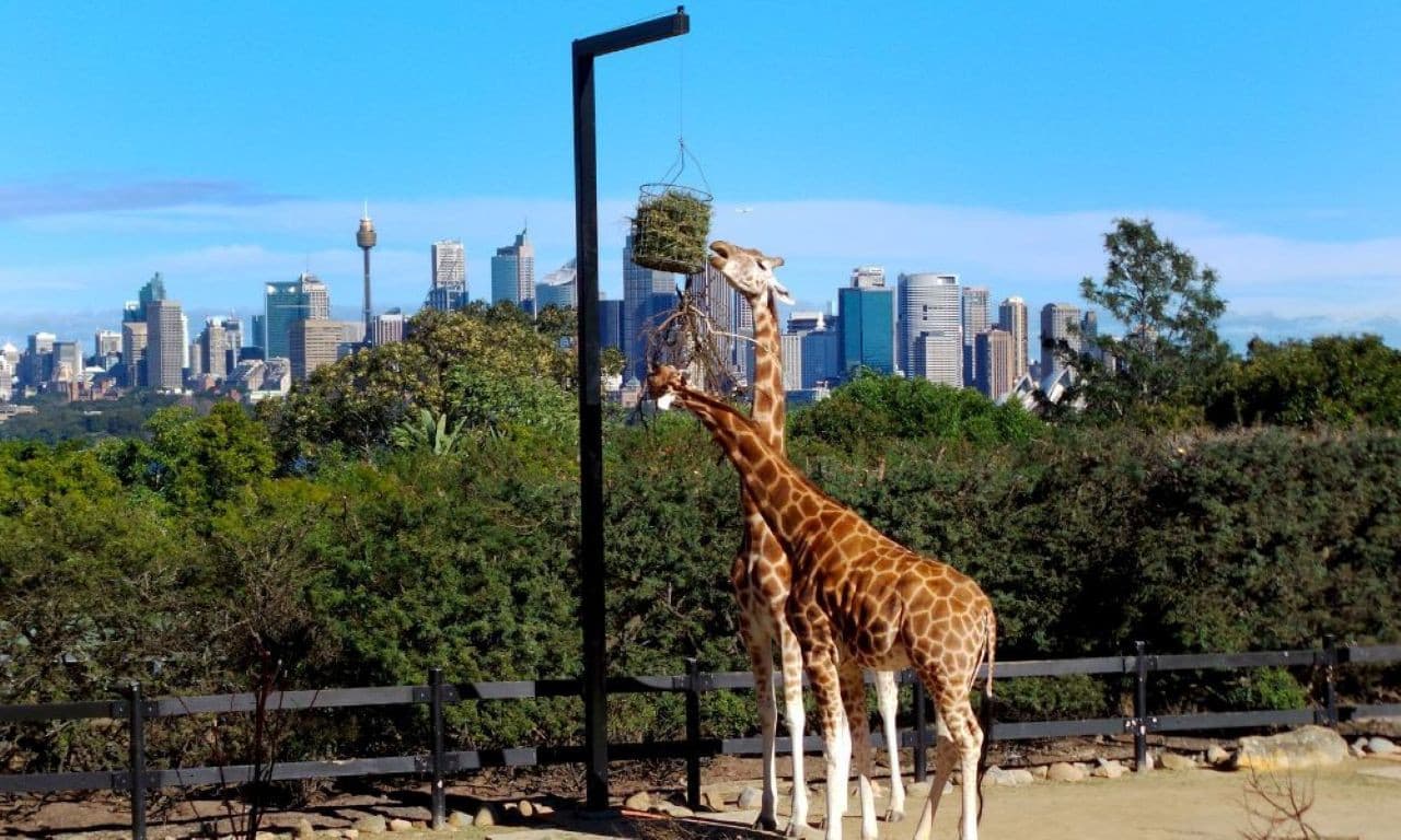 Taronga Zoo Ticket with Optional Round Trip Ferry - სურათი 12