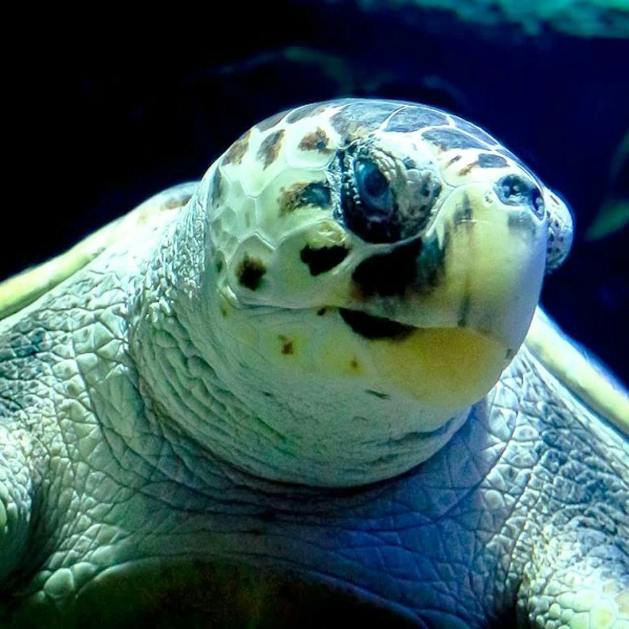 Lanzarote Aquarium Ticket - მთავარი სურათი