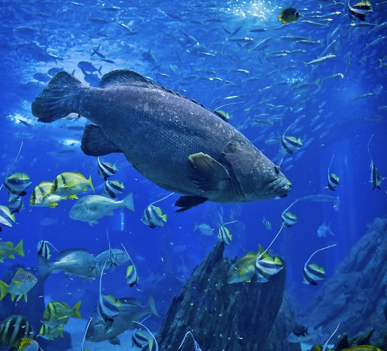 Oceanário de Lisboa Ticket - სურათი 4