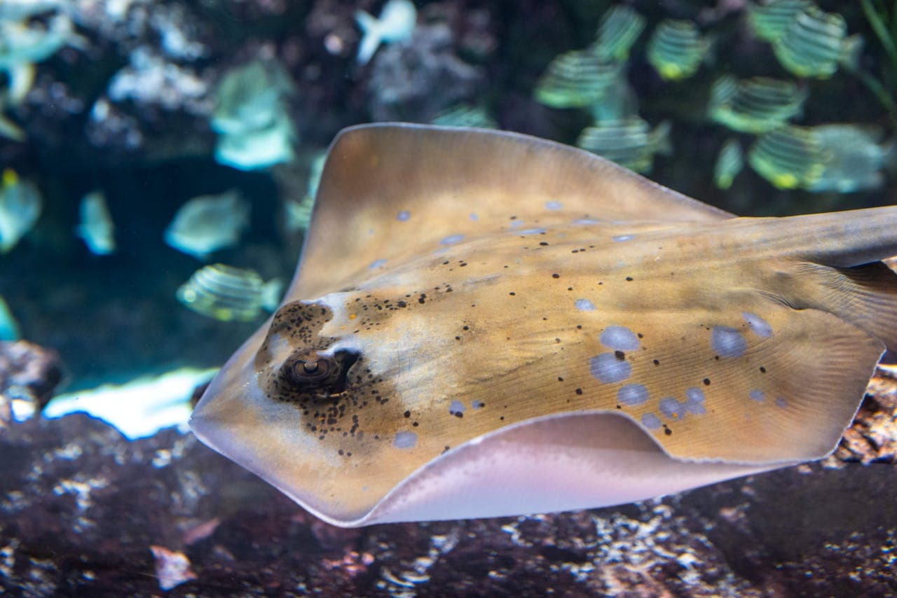 Seattle Aquarium Ticket - სურათი 4
