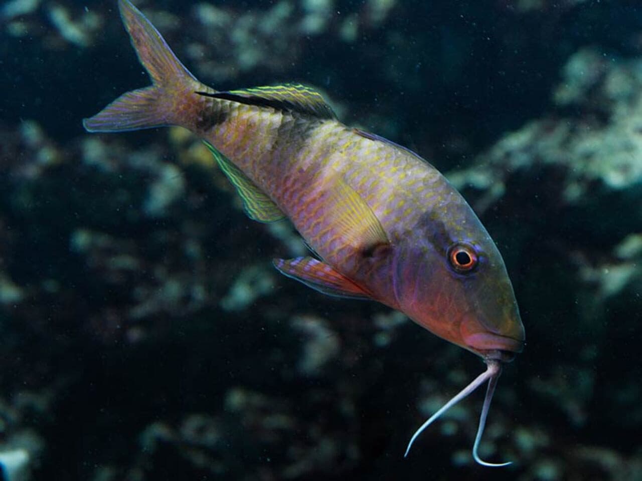 Okinawa Miyakojima Undersea Park - სურათი 10