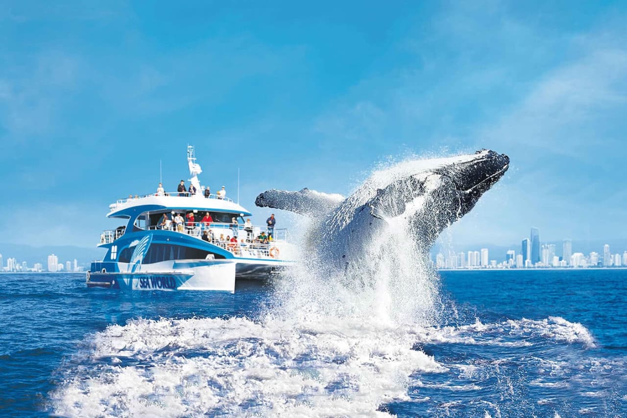 Gold Coast Whale Watching Cruise aboard Sea World Cruises - სურათი 2
