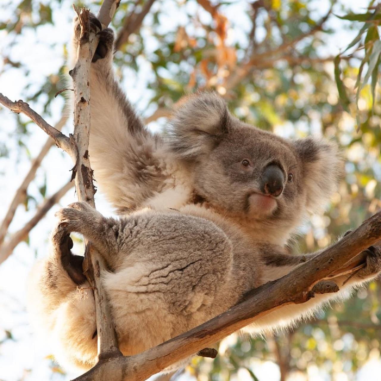 Phillip Island Nature Parks - Three-Park Pass - სურათი 8