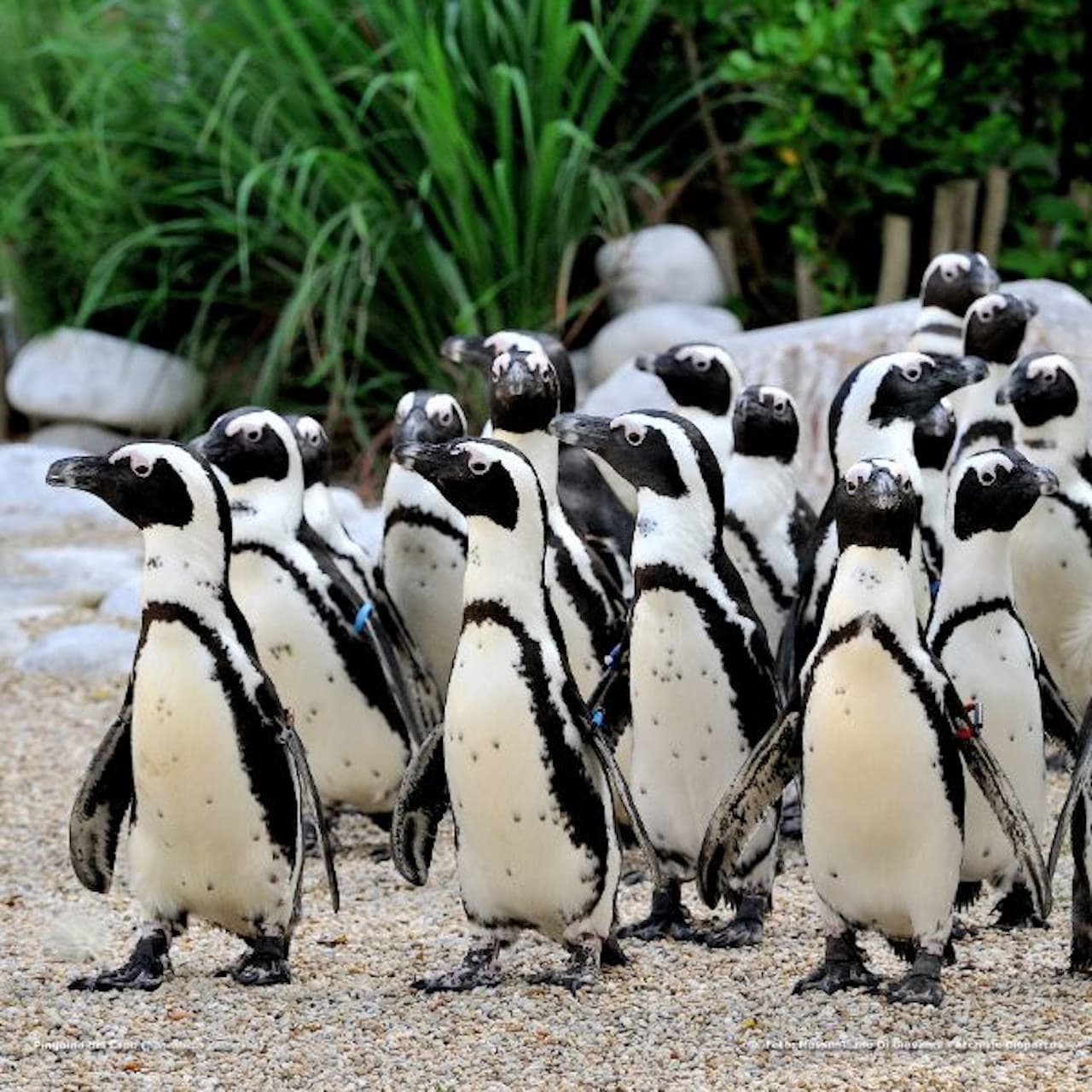 Bioparco: The Zoo of Rome - სურათი 3