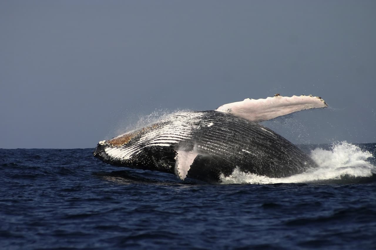 Sydney Whale Watching Cruise with Breakfast or Lunch with Sydney Princess Cruises - სურათი 7