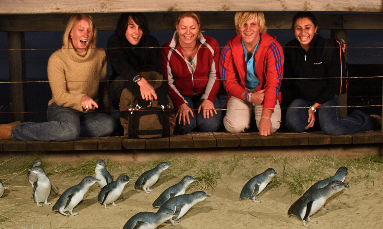 Melbourne City Discovery Tour with Penguin Parade - სურათი 2
