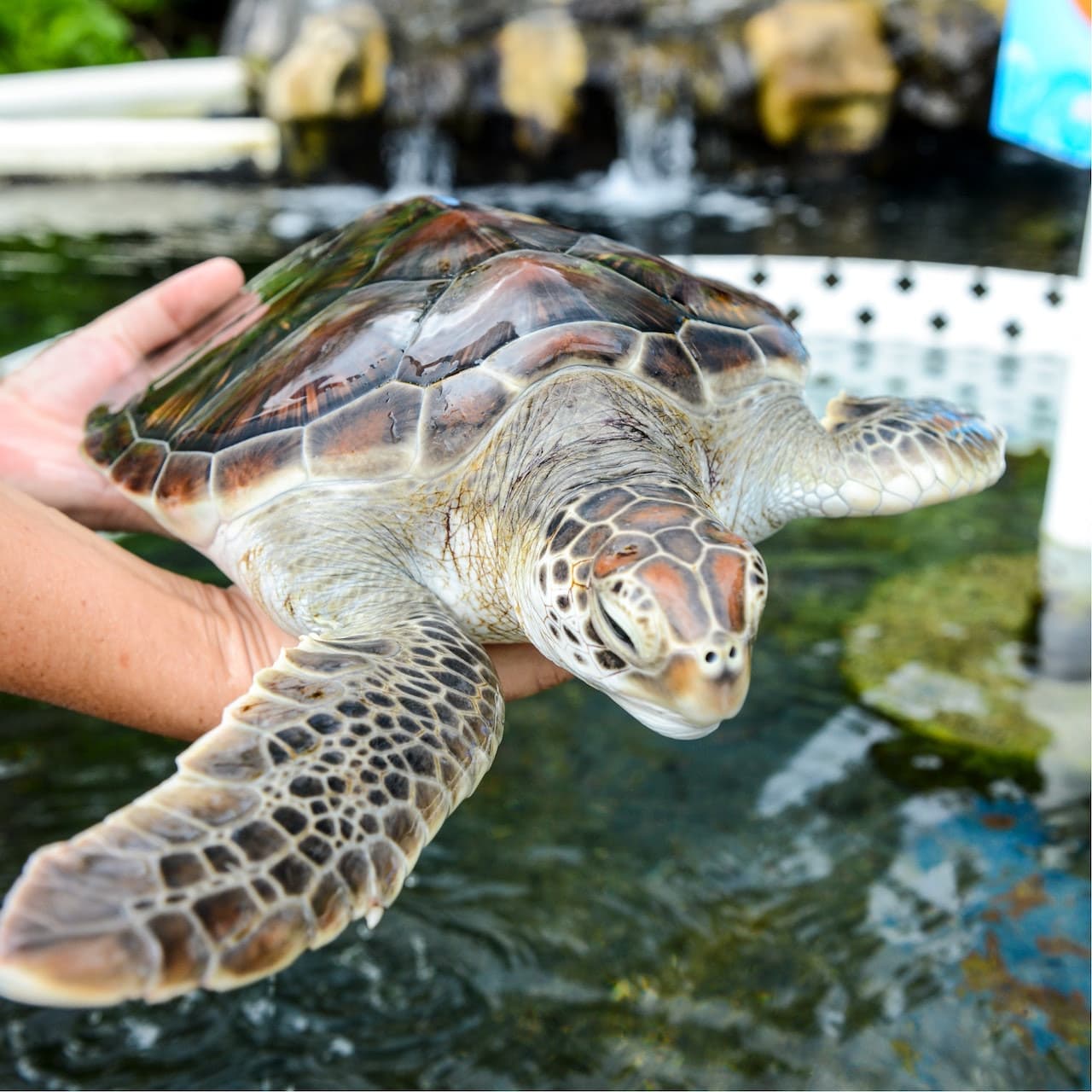 Sea Life Park Hawaii - სურათი 2