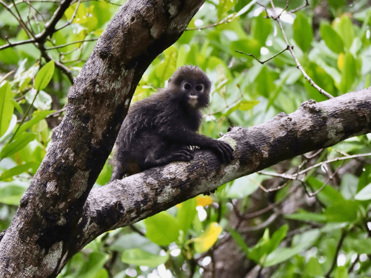 Langkawi Hiking Mount Matchinchang Geoforest Park - მთავარი სურათი