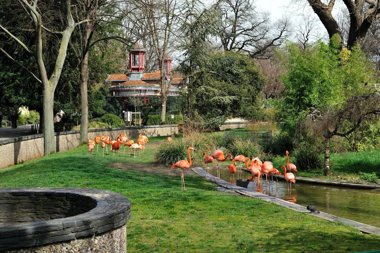 Ménagerie, Zoo of the Jardin des Plantes - სურათი 4