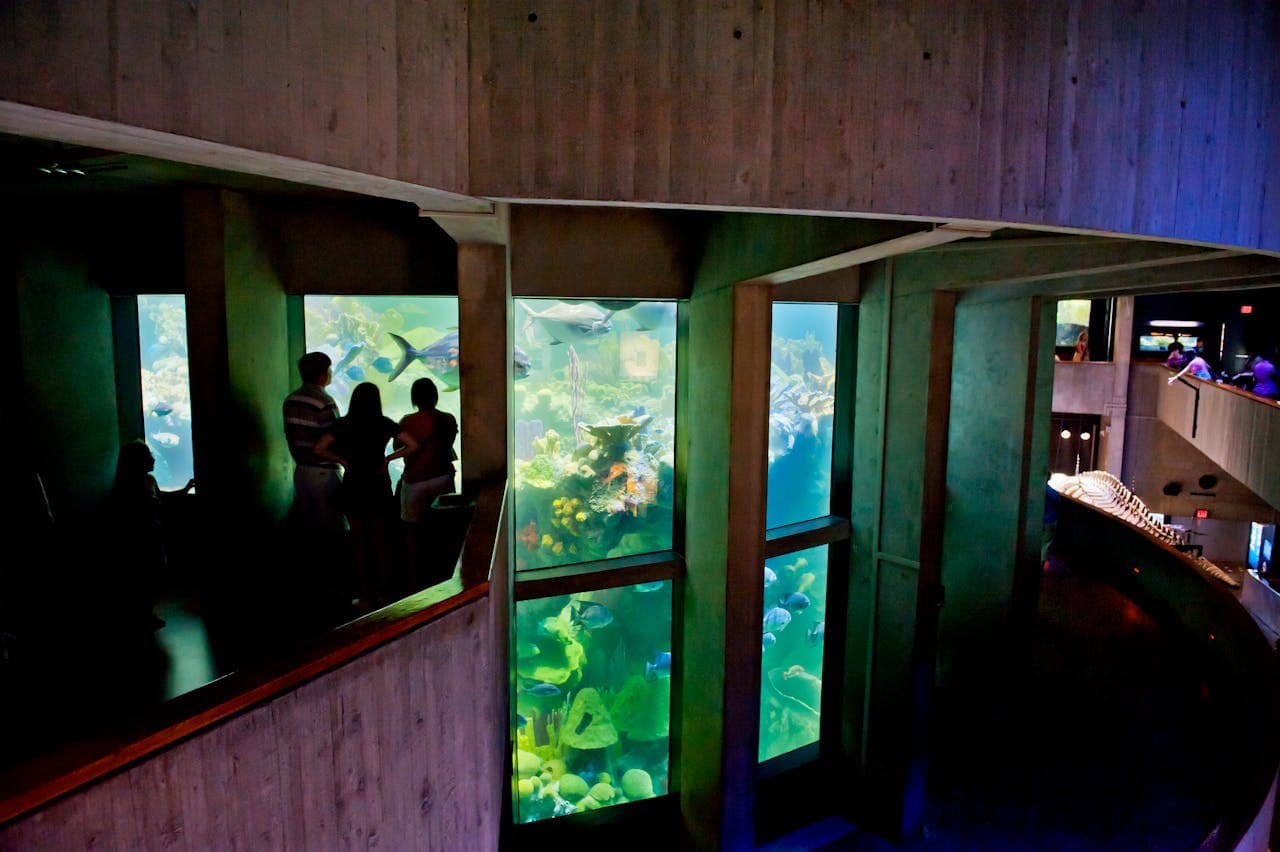 New England Aquarium Ticket - სურათი 11