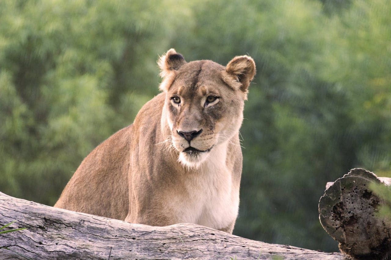 San Diego Zoo Safari Park Ticket - სურათი 3