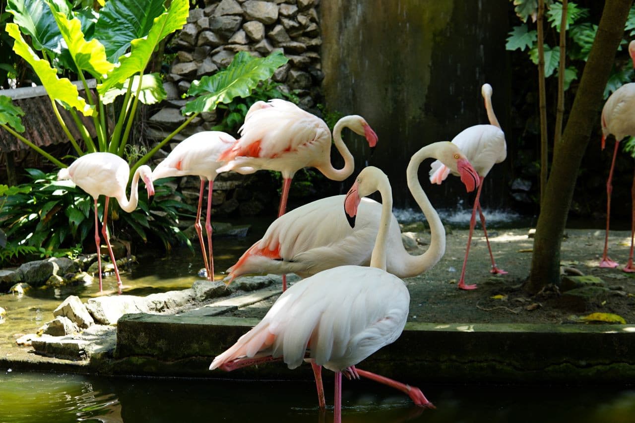 Penang Bird Park - მთავარი სურათი