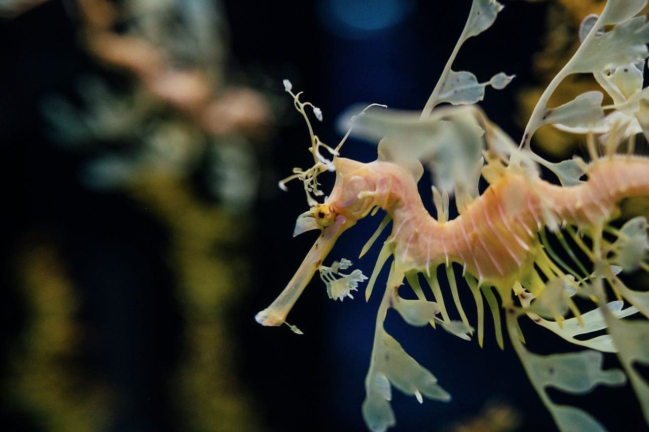Oceanário de Lisboa Ticket - სურათი 13
