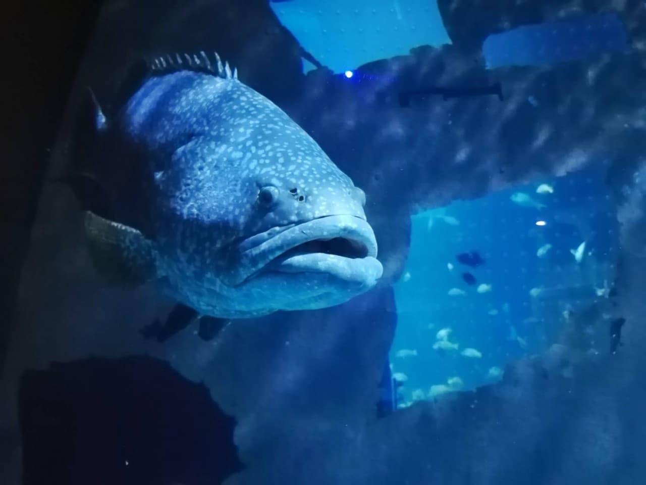 Aquaria Phuket - სურათი 2