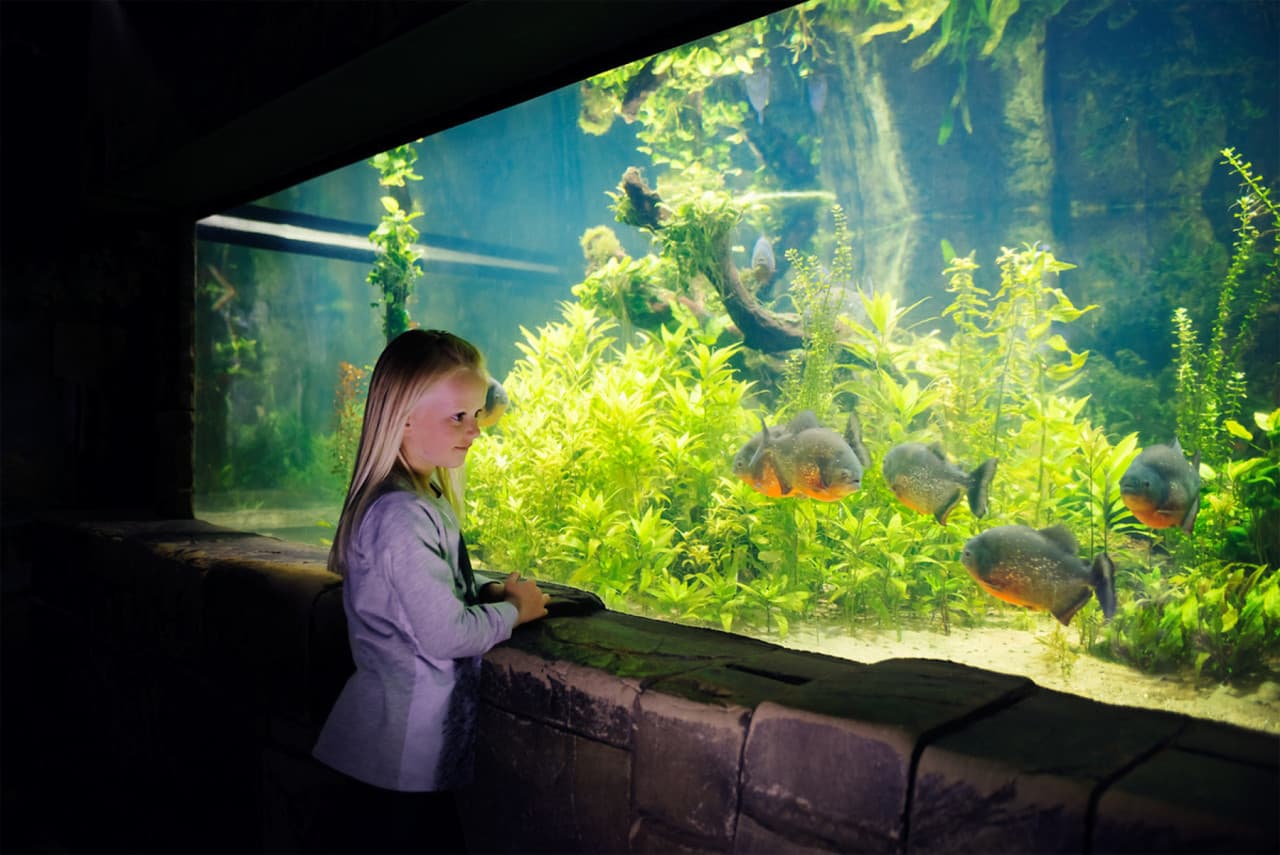 SEA LIFE Konstanz Aquarium Ticket - სურათი 7