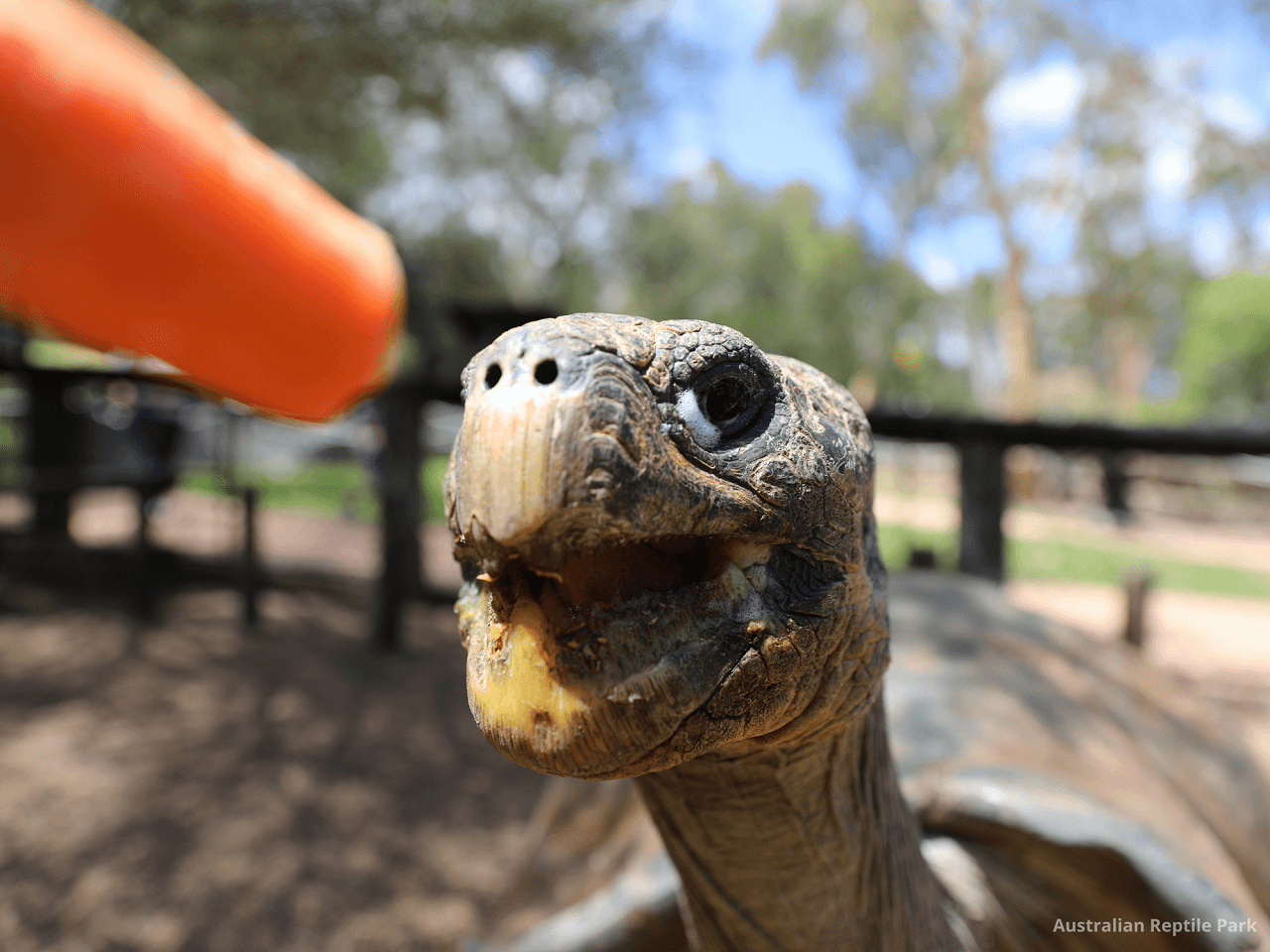 Australian Reptile Park - სურათი 12