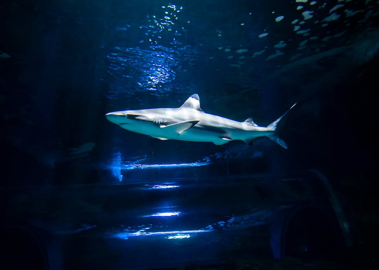 Lanzarote Aquarium Ticket - სურათი 10