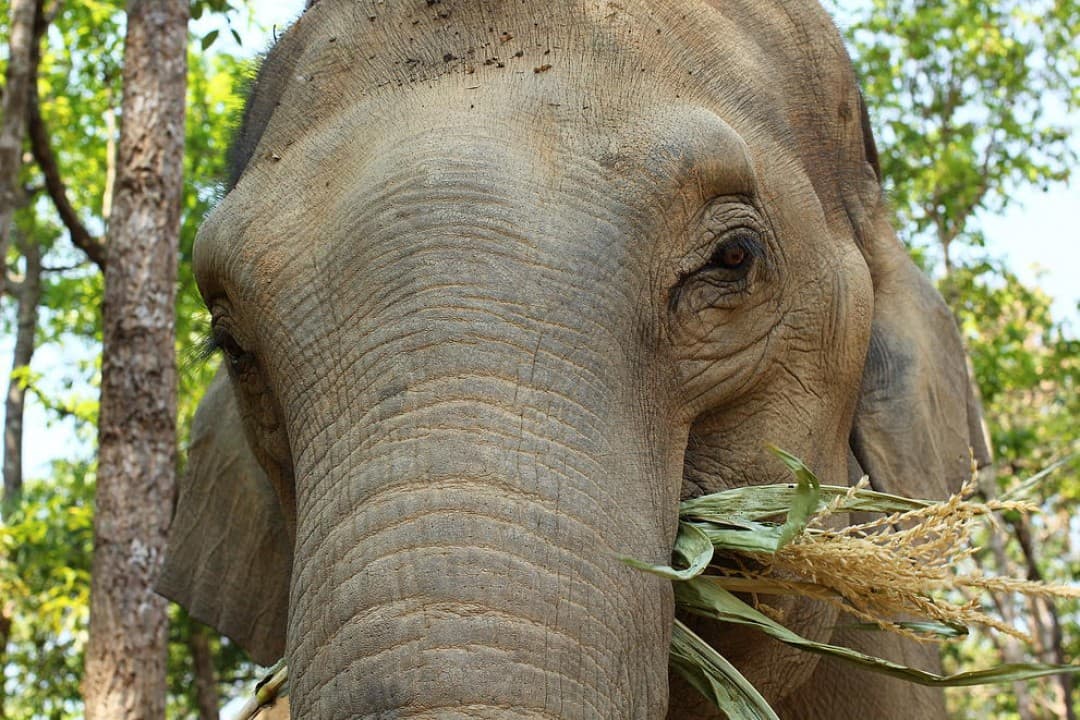 Elephant Jungle Sanctuary Chiang Mai - სურათი 6