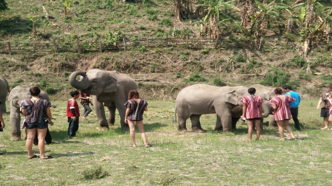 Elephant Jungle Sanctuary Chiang Mai - სურათი 10